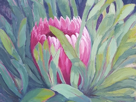 protea-0