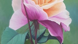 simplemente-rosa