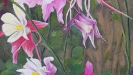Aquilegias