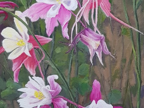 Aquilegias