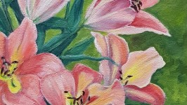 Lilium